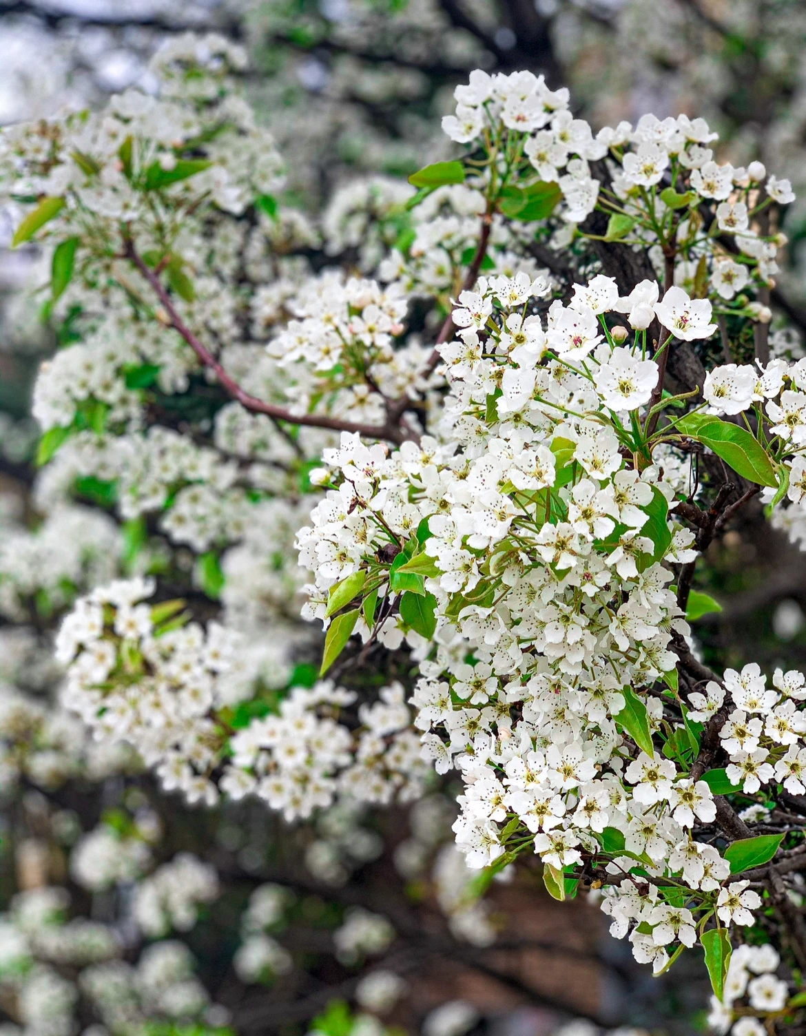 white flowers